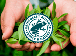 rainforest alliance
