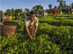 woman working in field