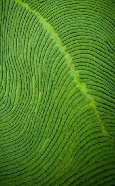 visual te y planeta sostenible