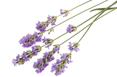 ingrediente lavanda