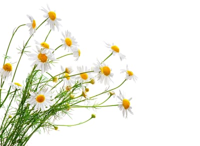 ingrediente manzanilla