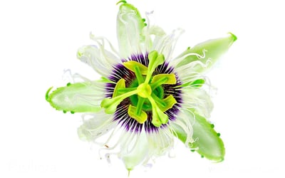 ingrediente pasiflora blanco