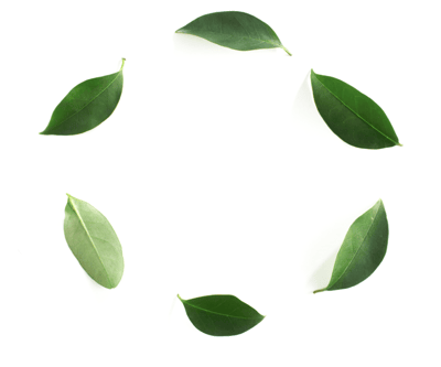 visual fair cultivation